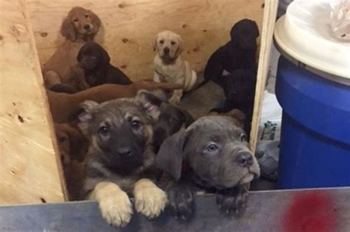 104 Puppies Found in a New York Truck Crash Lead Adoptions