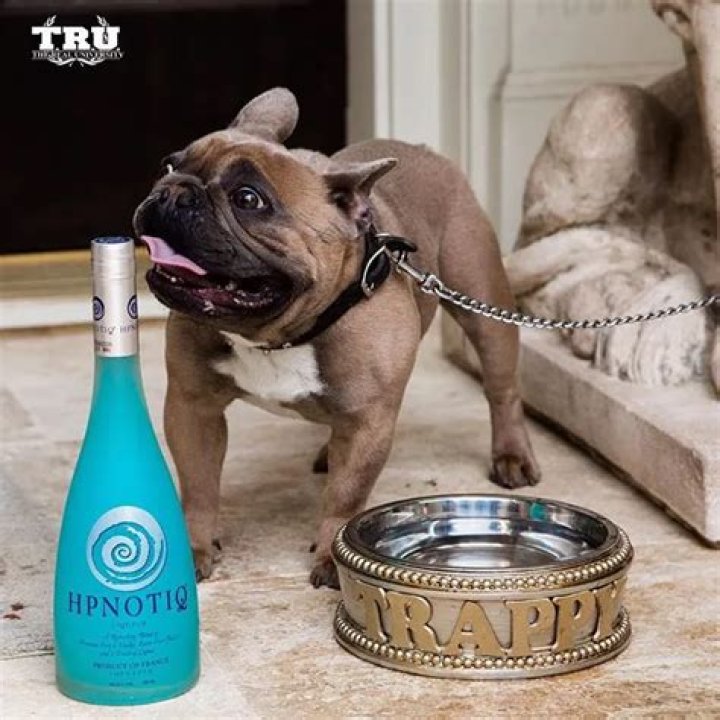 2 Chainz Pets - Celebrity Pets