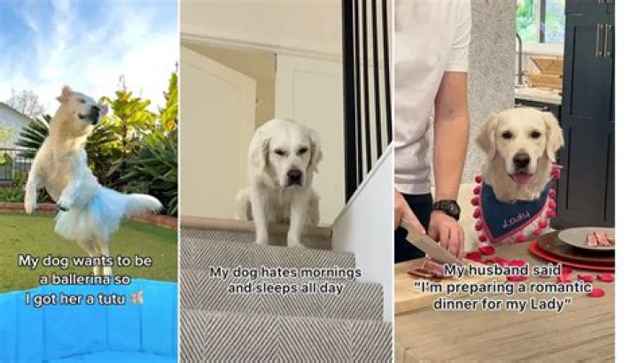 A “Grumpy” Morning with Lady: The Golden Retriever Giving Serotonin Boosts