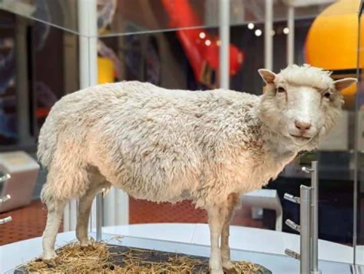A Look Back at Dolly the Sheep: The World’s First Cloned Animal