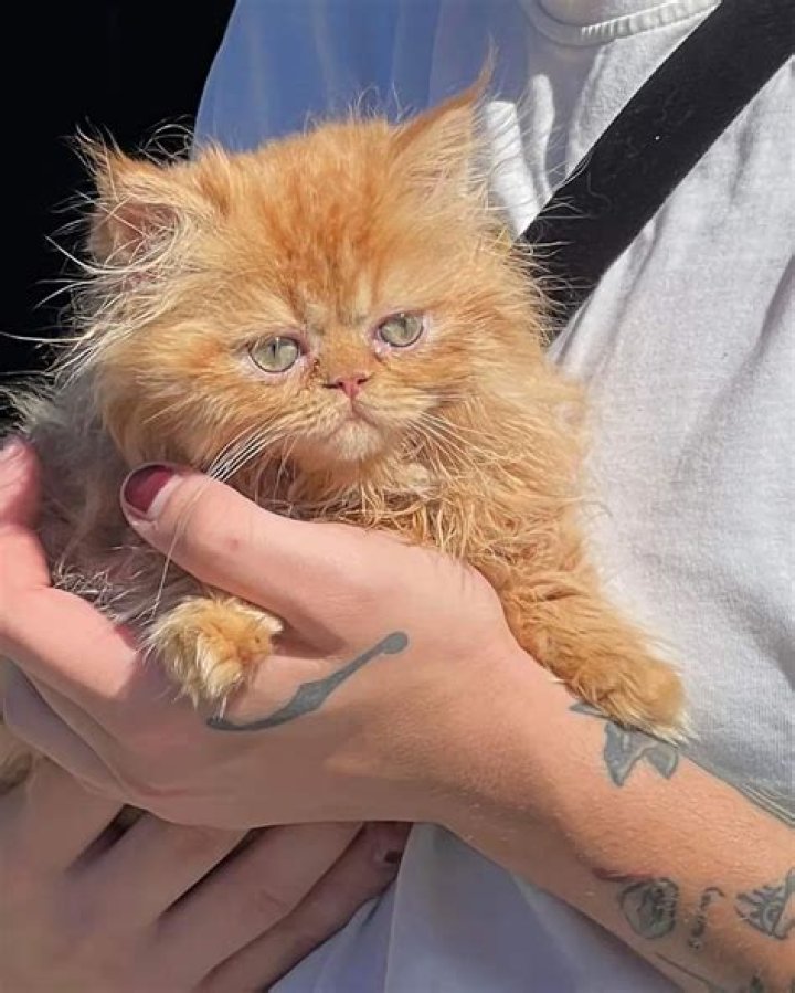 Alice Oseman Pets - Celebrity Pets