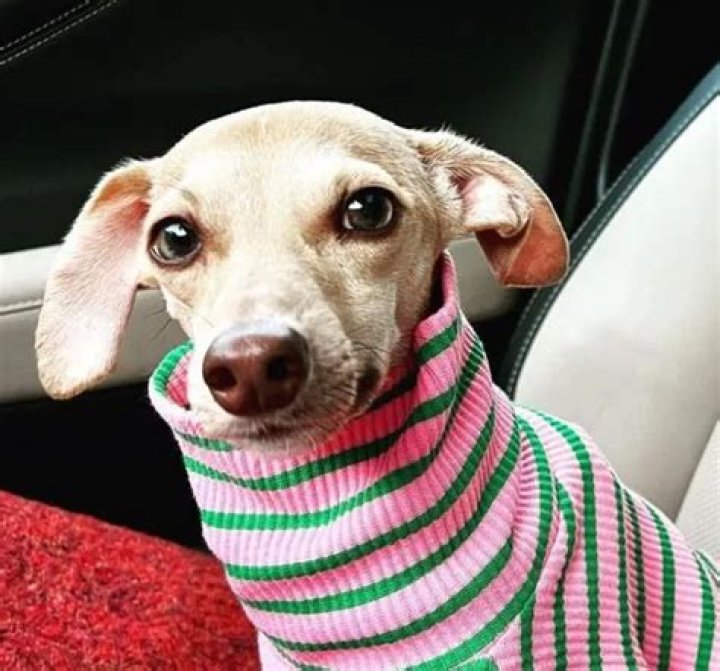 Alton Brown Pets - Celebrity Pets