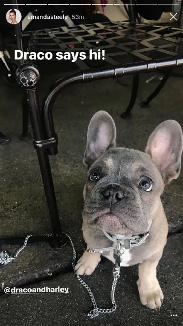 Amanda Steele Pets - Celebrity Pets