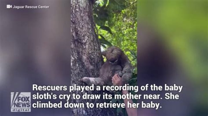 Baby Sloth Rescued In Costa Rica
