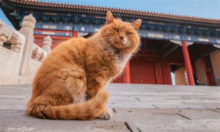 Baidianr Psychic Cat Predicts World Cup Winners Dies