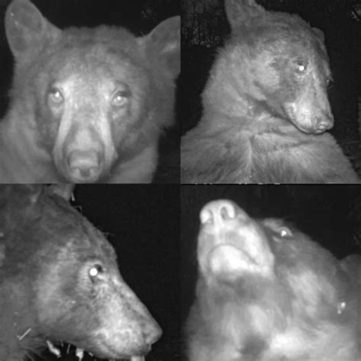 Bear finds trail camera, takes 400 selfies, launches influencer career