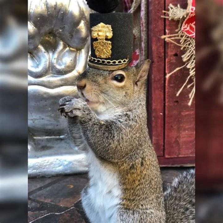 Bella the Squirrel is Half Wild and Half Family Pet