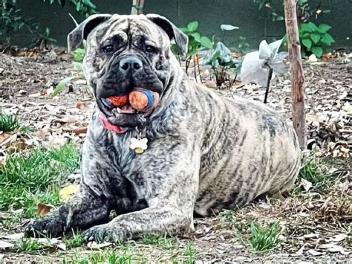 Bert Kreischer Pets - Celebrity Pets