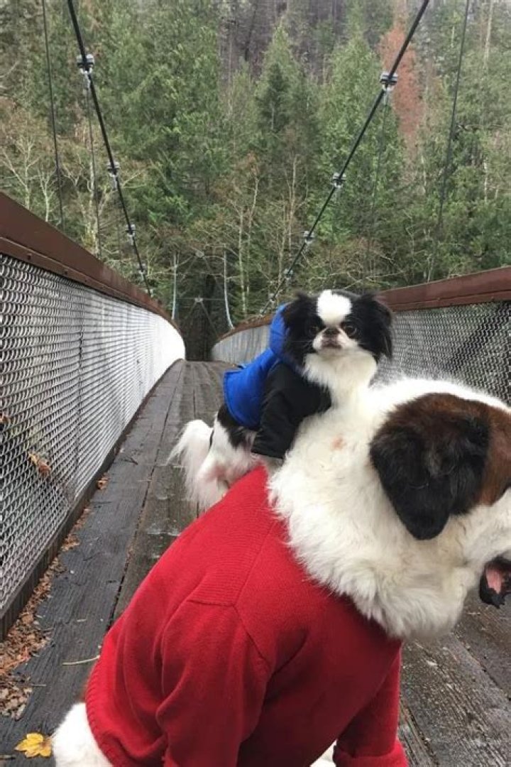 Blizzard and Lulu – BFF Goals: Big dog loves taking tiny dog everywhere on his back