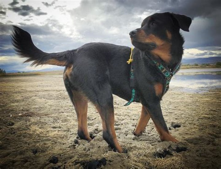 Brutus the Rottweiler pup, the quadruple amputee pup who could