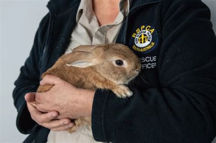 Bunny Mistaken for Bomb In Airport – Causes Havoc