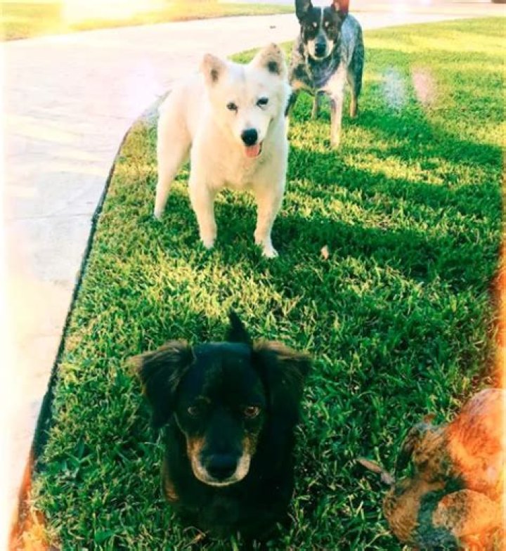 Camila Alves Pets - Celebrity Pets