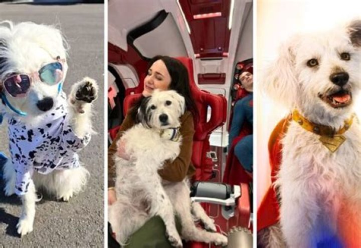 Charles Leclerc Pets - Celebrity Pets