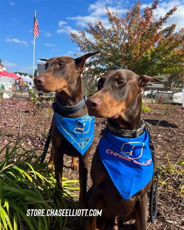 Chase Elliott Pets - Celebrity Pets