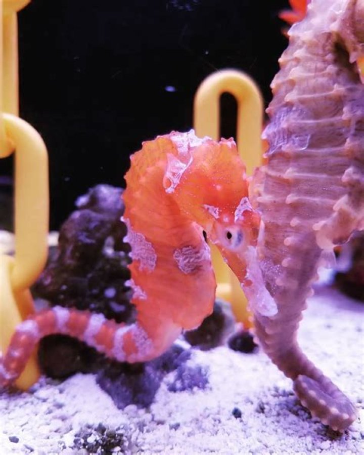 Cheeto the Rescued Seahorse gets another chance at life