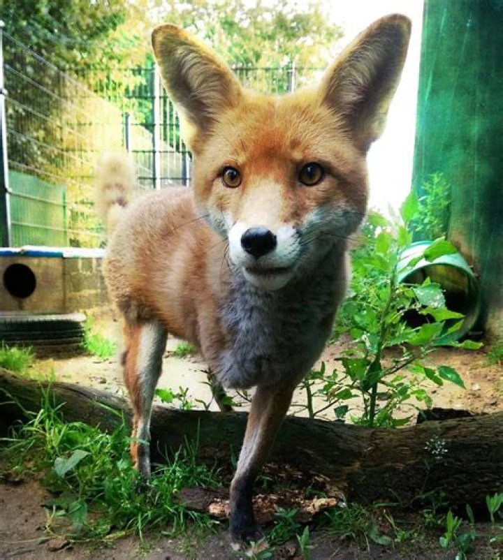 Chester the Handicapable Red Fox is Scarred but Beautiful
