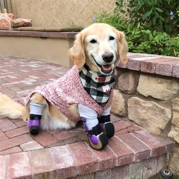 Chi Chi the Therapy Dog Has 4 Prosthetic Limbs & Can’t Stop Smiling