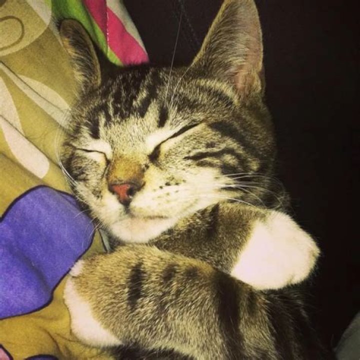 Dave Grohl Pets - Celebrity Pets