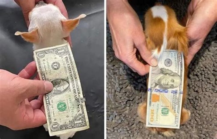 Demi Moore’s Dog Pilaf Wants to Beat the Guinness World Record for Shortest Dog