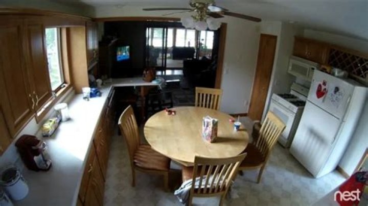 Dog Busted Stealing Food on a Nest Cam