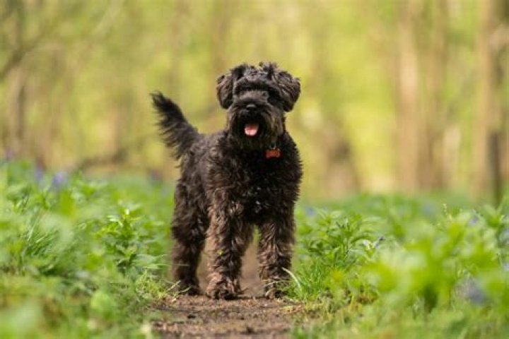 Dog Stolen By Amazon Delivery Driver, Desperate Owner Contacts Jeff Bezos for Safe Return