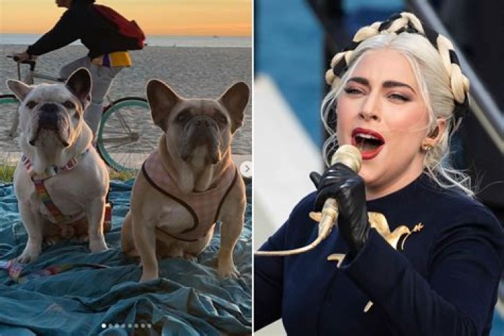 Dognapper who Returned Lady Gaga’s Frenchies is Now Suing for the $500k Reward