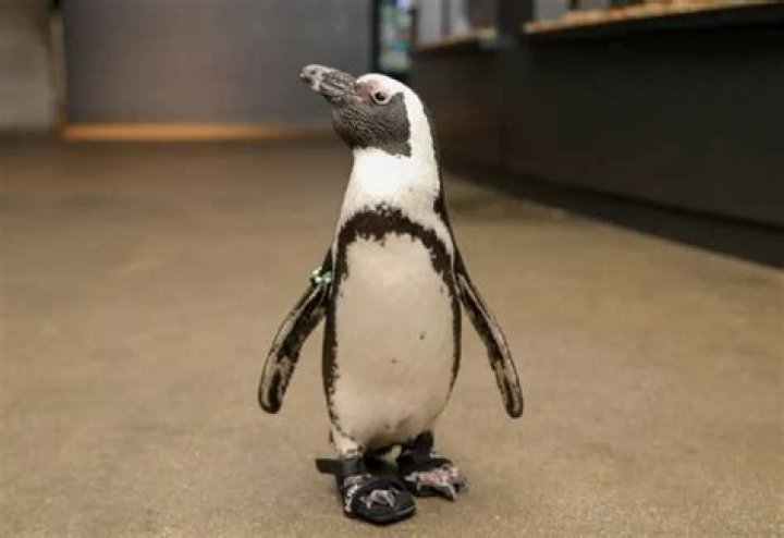 Elderly penguin gets custom sneakers for foot condition at New England Aquarium