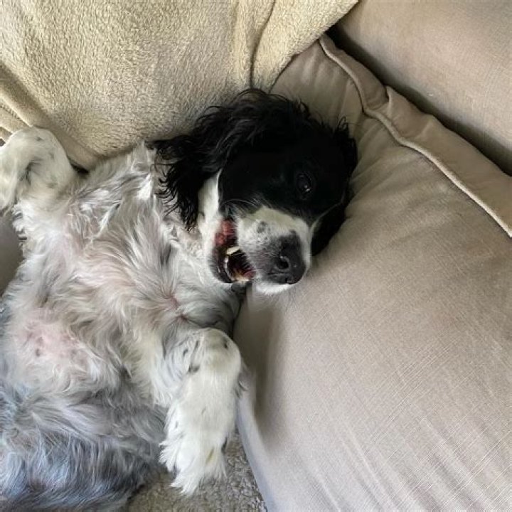 Ella Olivia Stiller Pets - Celebrity Pets