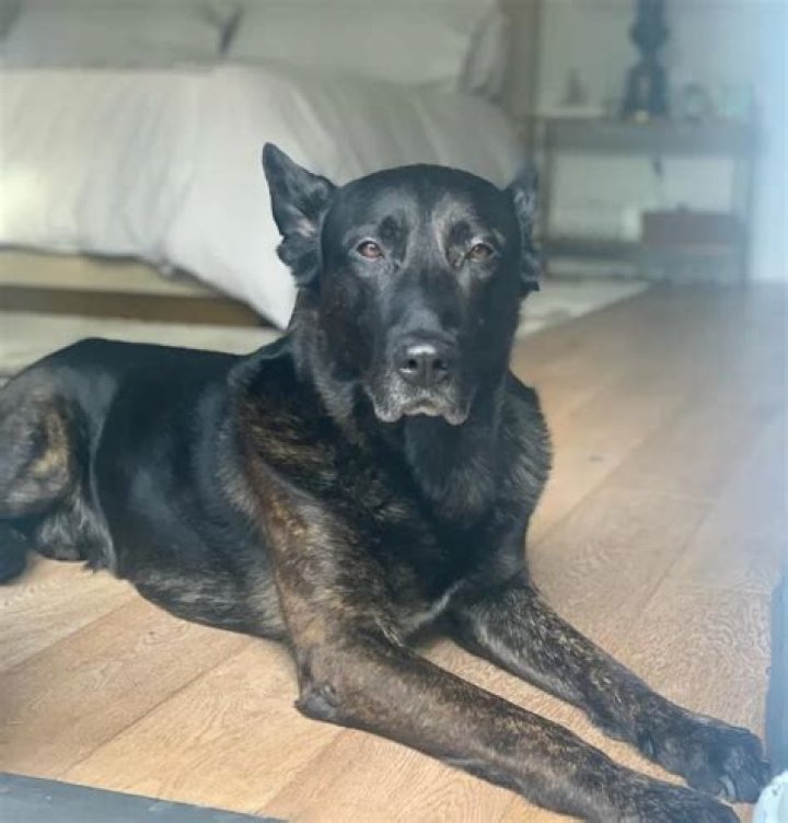 Erika Jayne Pets - Celebrity Pets