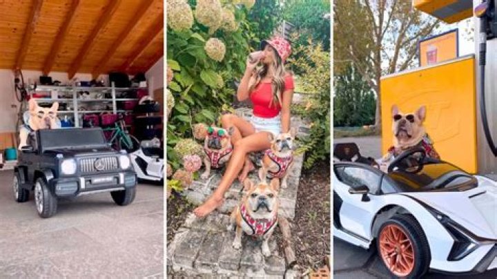 Fast and Furious Frenchies – Cruising with Nitro, King, and Kong (@cesar_frenchie)