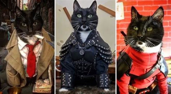 Fawkes the Cat’s Custom Cosplay Makes Him the Ultimate Feline Fanboy (@cat_cosplay)
