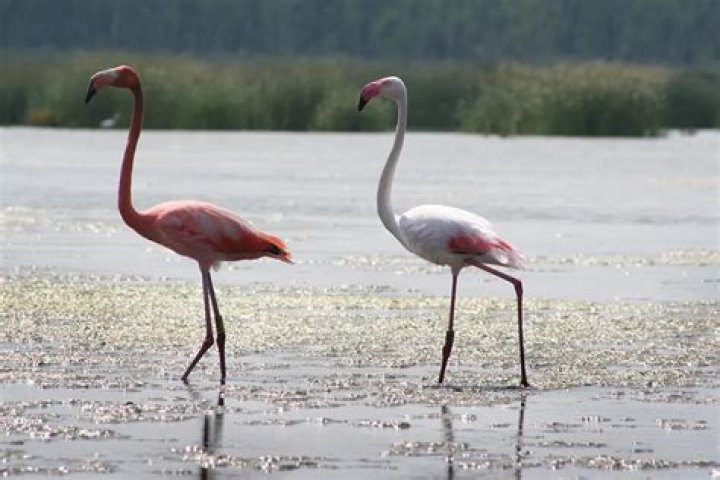 Flamingo On The Run For 13 Years, Narrowly Escapes Authorities Once Again