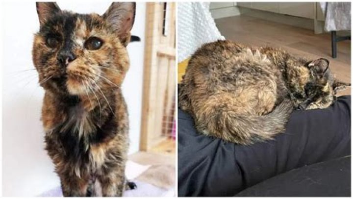 Flossie is officially the World’s Oldest Cat at 27 years old