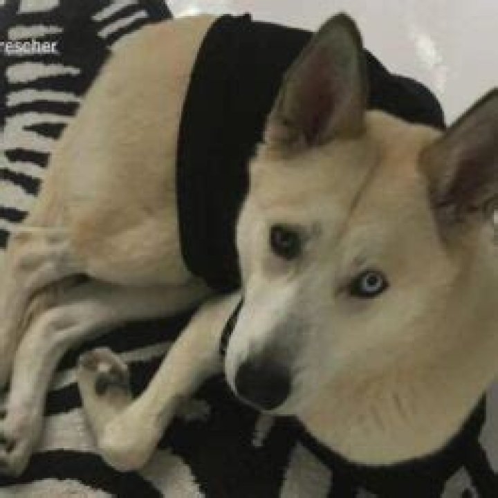 Fran Drescher Pets - Celebrity Pets