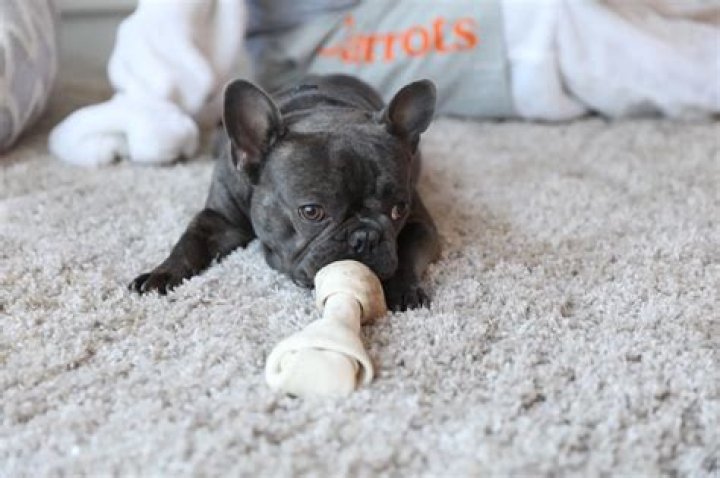 Freddie Gibbs Pets - Celebrity Pets