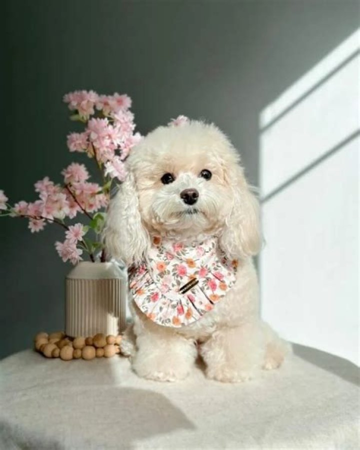 Get to Know Tato Bear: A Photogenic Maltipoo with a Passion for Design