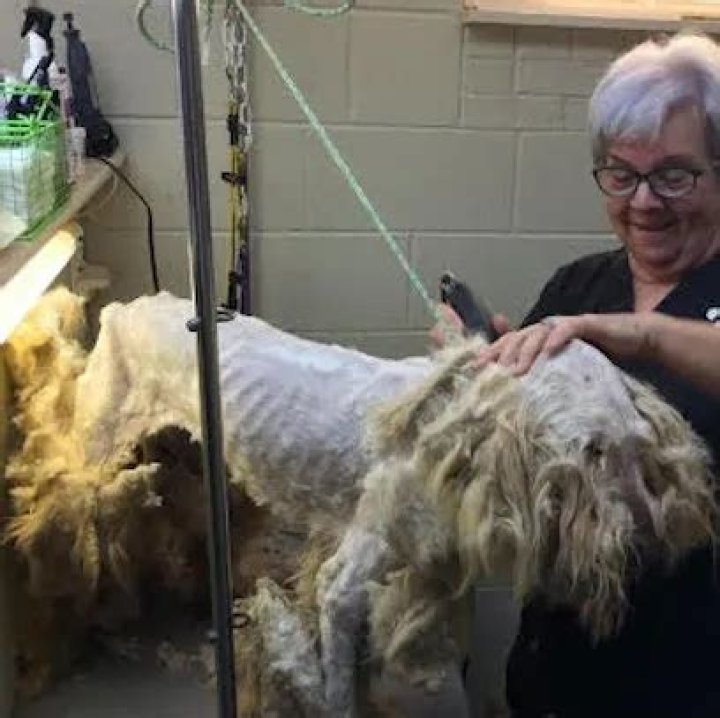 Goldendoodle Rescued From Starvation Has Happy Ending