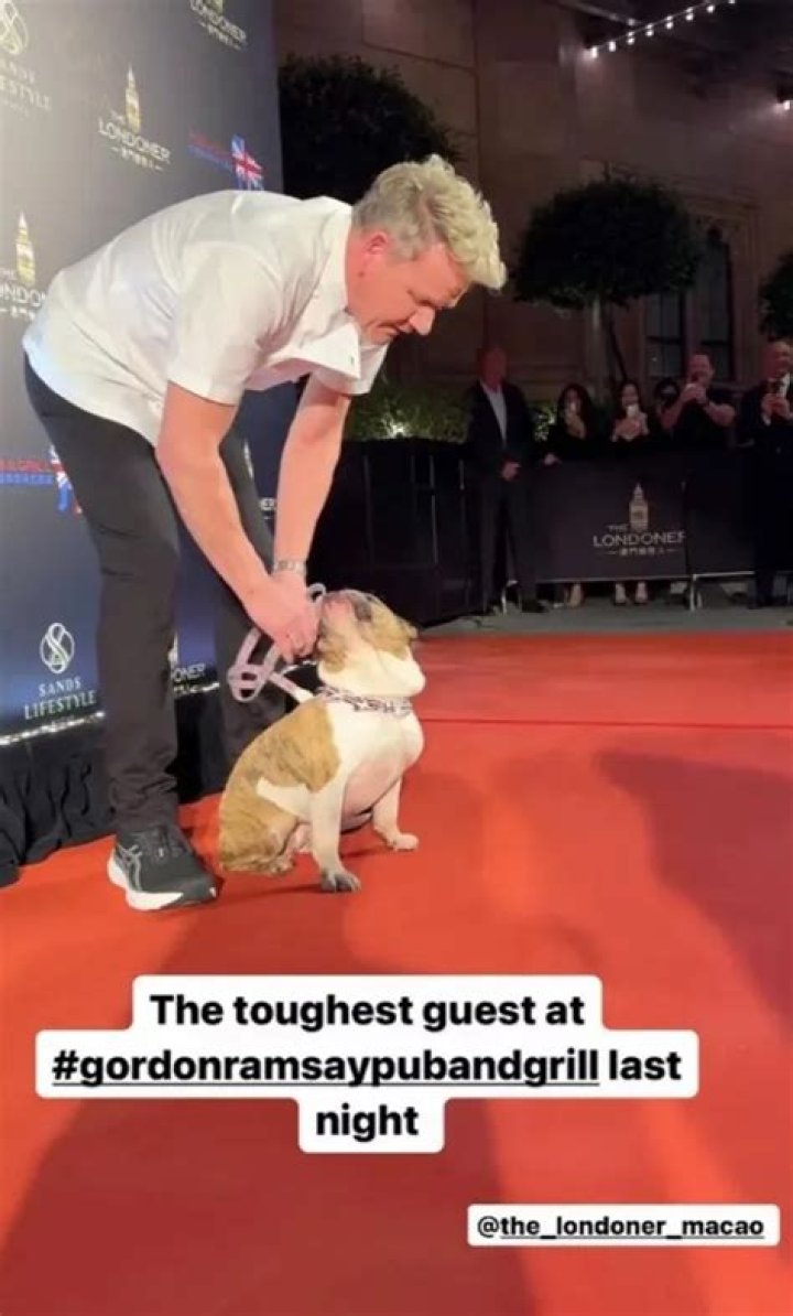 Gordon Ramsay’s English Bulldog, Tomato, Stole the Spotlight at His New Restaurant Opening