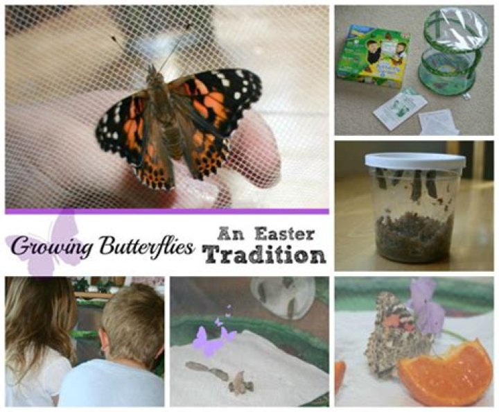 Growing Butterflies | Celebrating Holidays