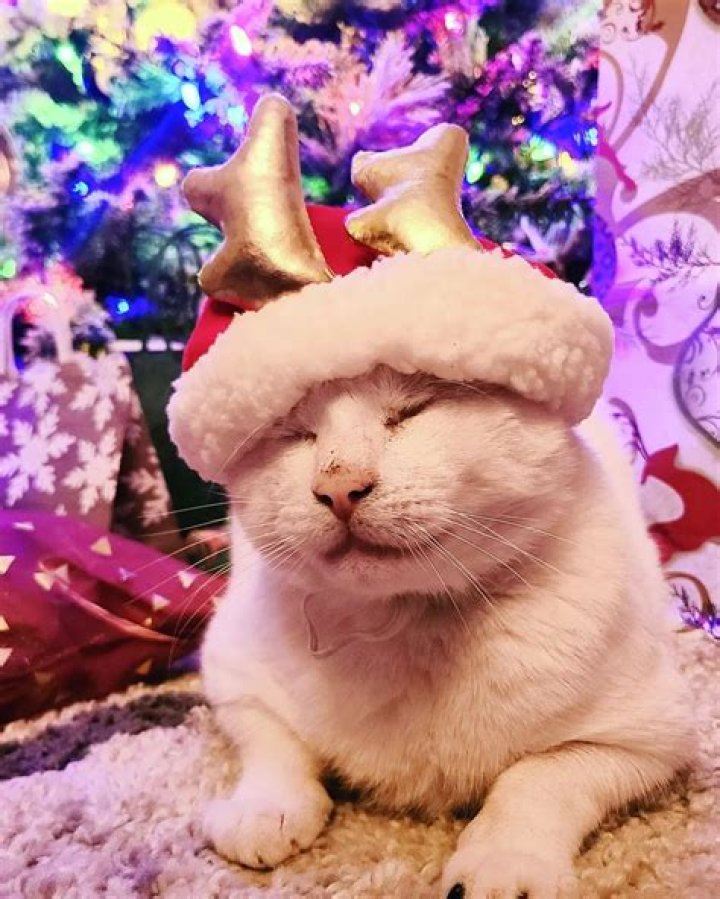 Havan Flores Pets - Celebrity Pets