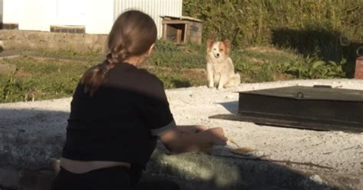 Homeless Dog Learns to Use Public Transit