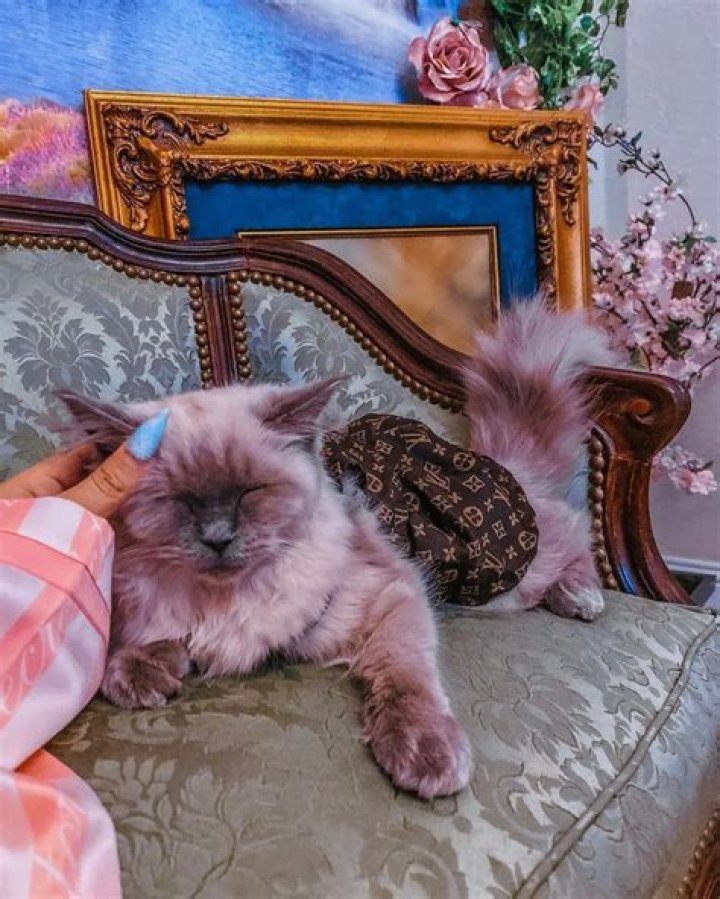 InquisitorMaster Pets - Celebrity Pets