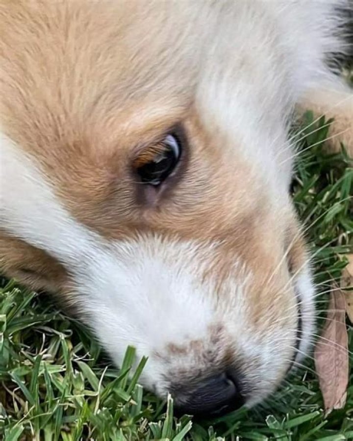 Jada Pinkett Smith Pets - Celebrity Pets