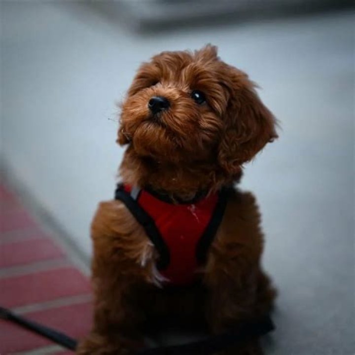 Jameela Jamil Pets - Celebrity Pets