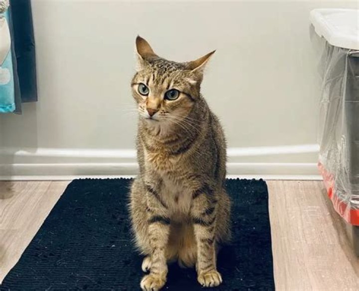 Jenna Kanell Pets - Celebrity Pets