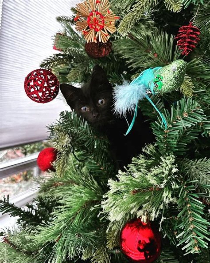 Jessica Chobot Pets - Celebrity Pets