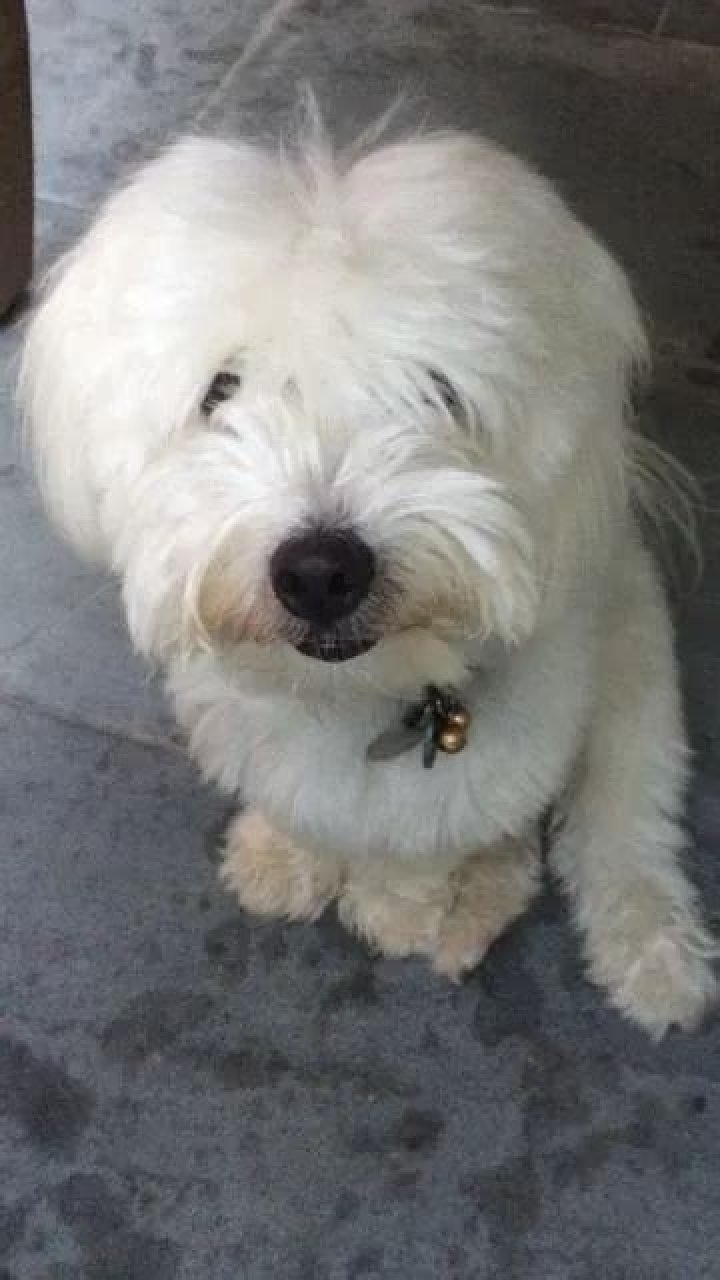 Joel McHale Pets - Celebrity Pets