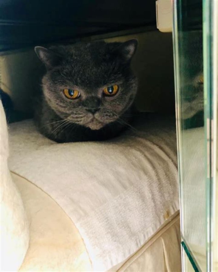 Judith Light Pets - Celebrity Pets