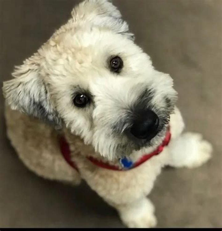 Kamala Harris Pets - Celebrity Pets