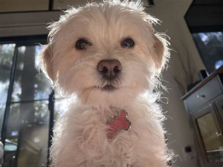 Katrina Stuart Pets - Celebrity Pets